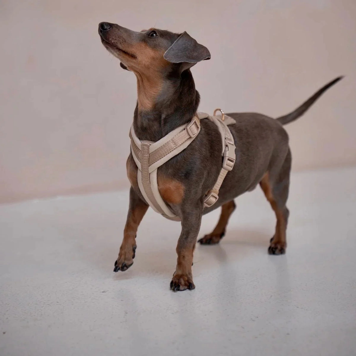 Sand Velvet Dog Harness – Soft & Adjustable