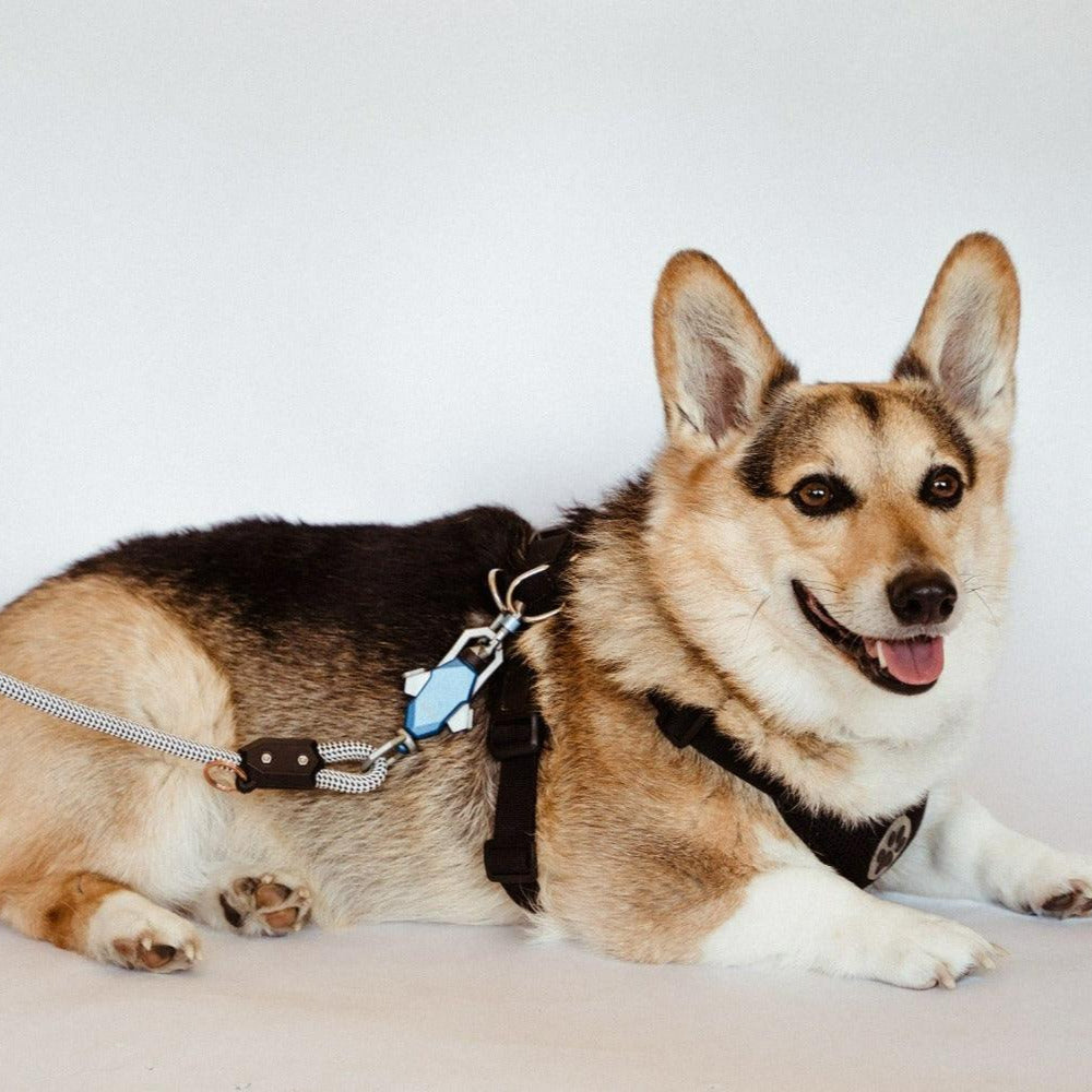 Magnetic Dog Leash – One-Hand Connect & Release