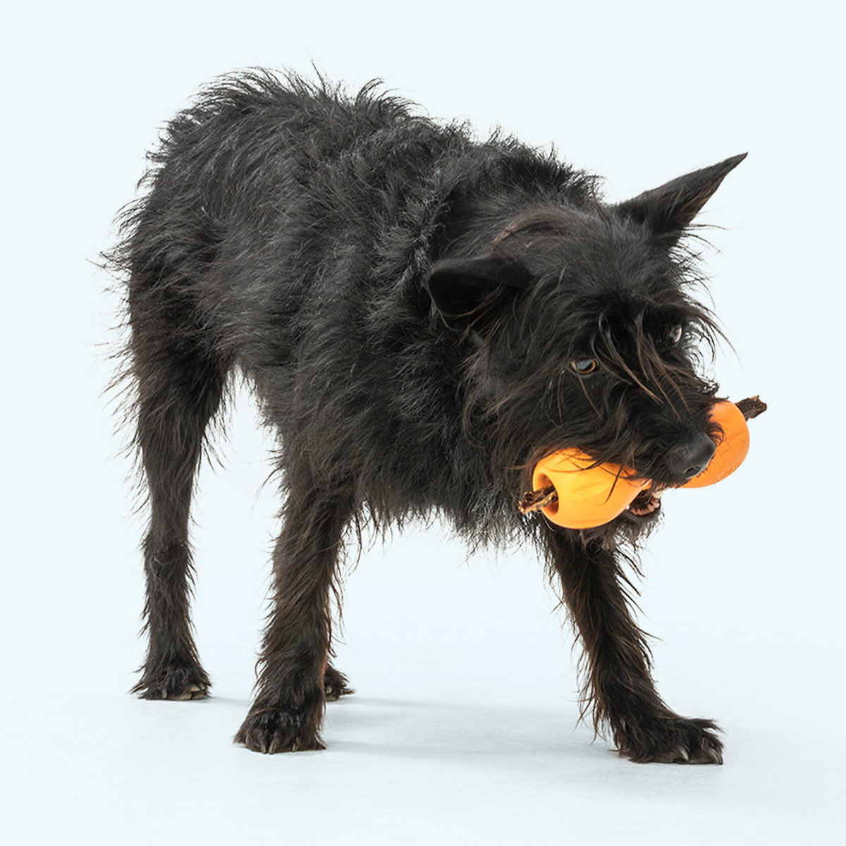 Qwizl Interactive Treat & Chew Toy