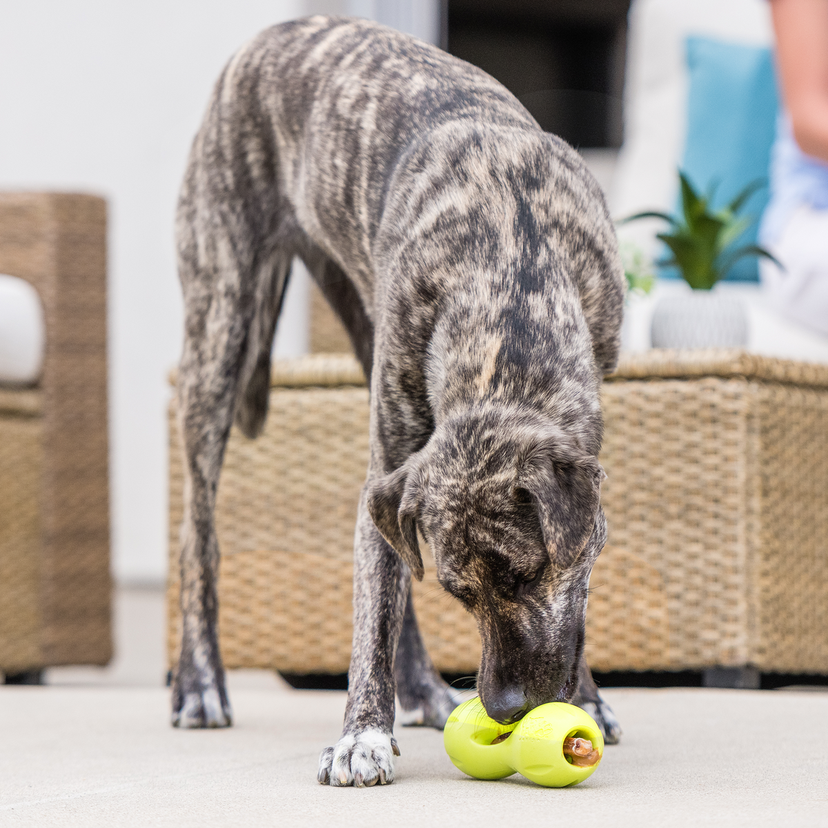 Qwizl Interactive Treat & Chew Toy