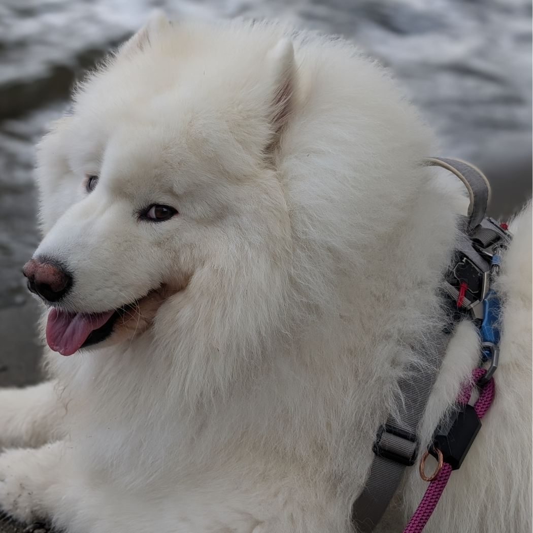 Magnetic Dog Leash – One-Hand Connect & Release