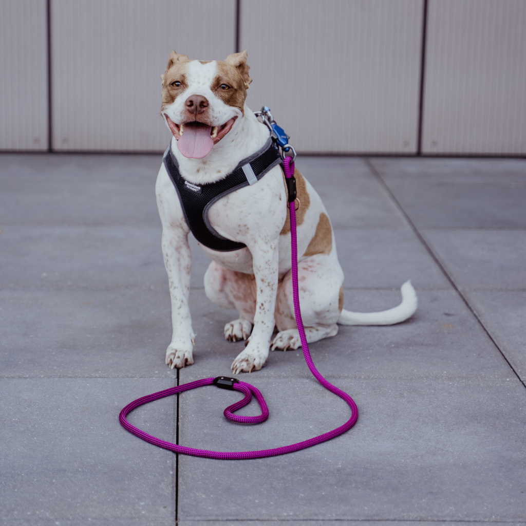 Magnetic Dog Leash – One-Hand Connect & Release