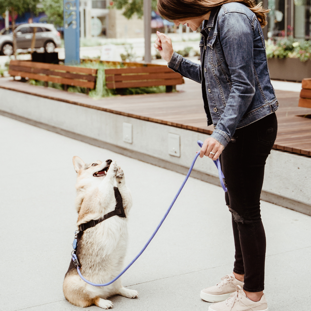 Magnetic Dog Leash – One-Hand Connect & Release