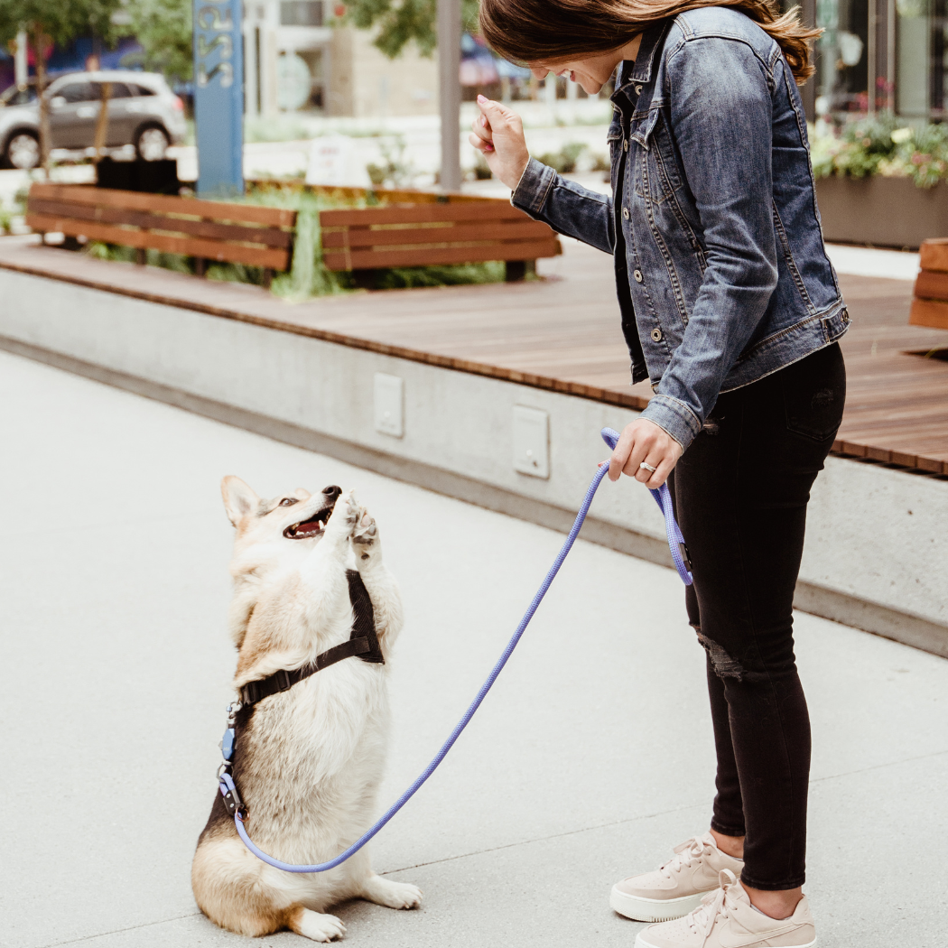 Magnetic Dog Leash – One-Hand Connect & Release