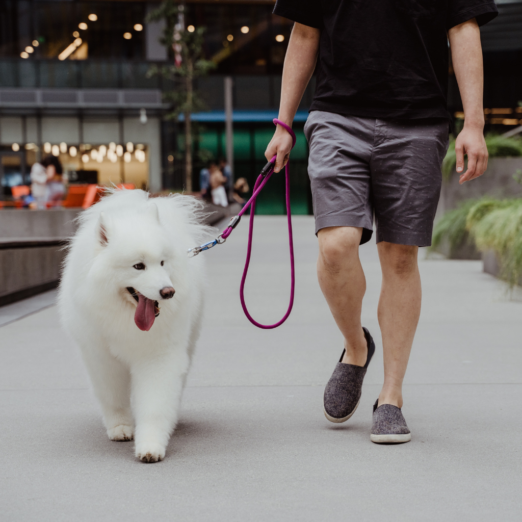 Magnetic Dog Leash – One-Hand Connect & Release