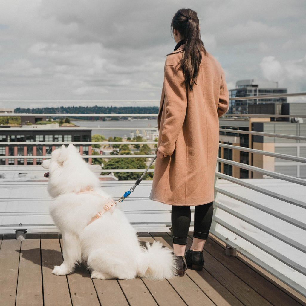 Magnetic Dog Leash – One-Hand Connect & Release