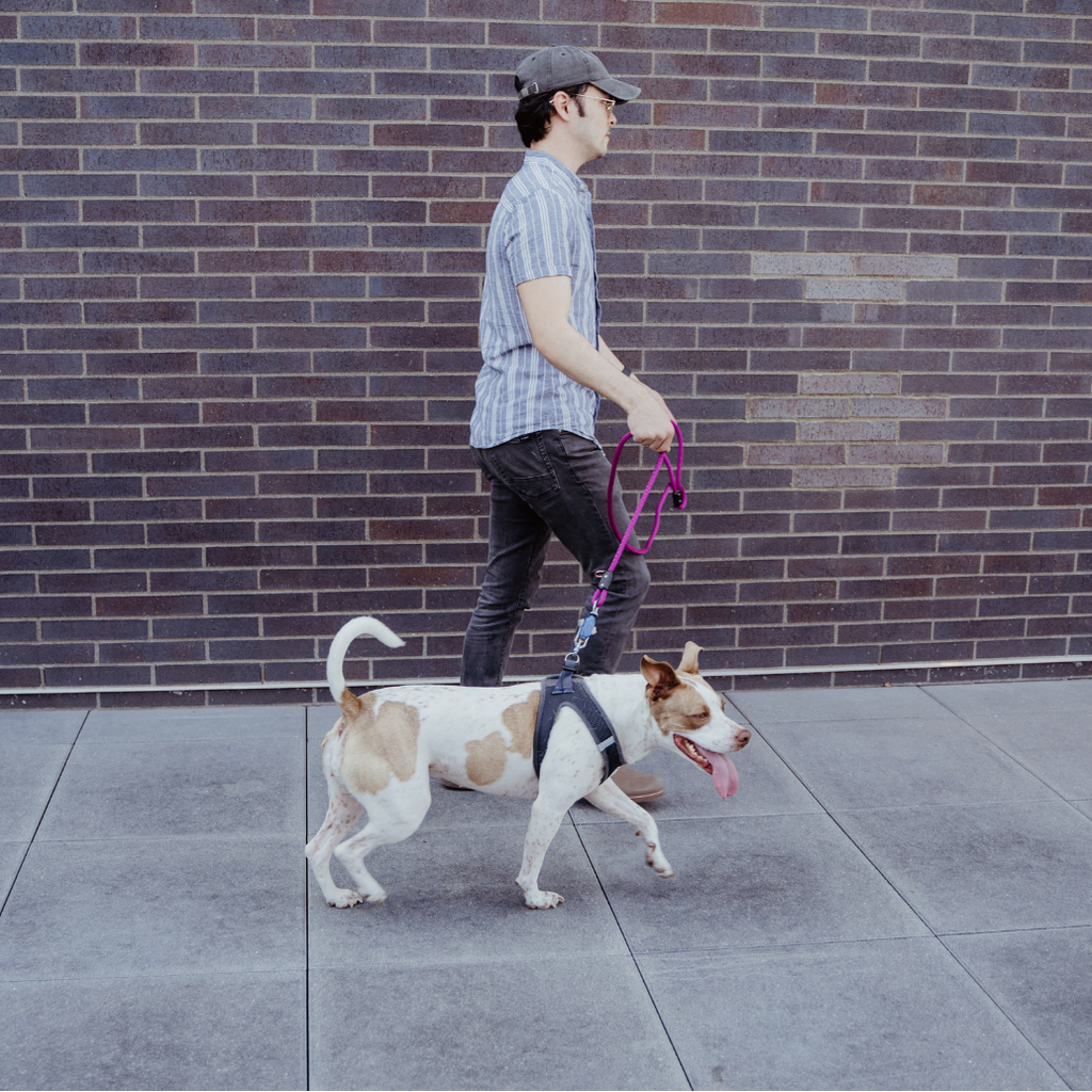 Magnetic Dog Leash – One-Hand Connect & Release