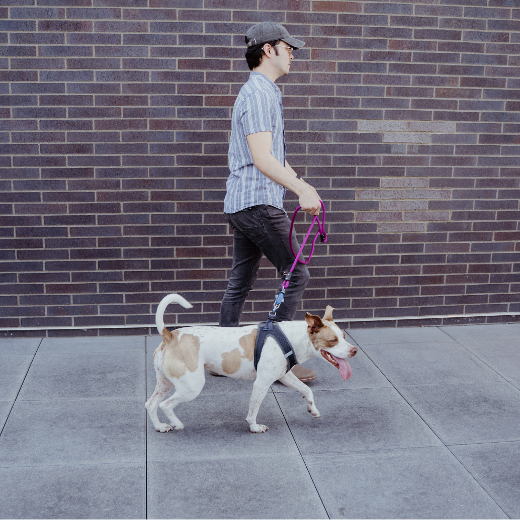 Magnetic Dog Leash – One-Hand Connect & Release